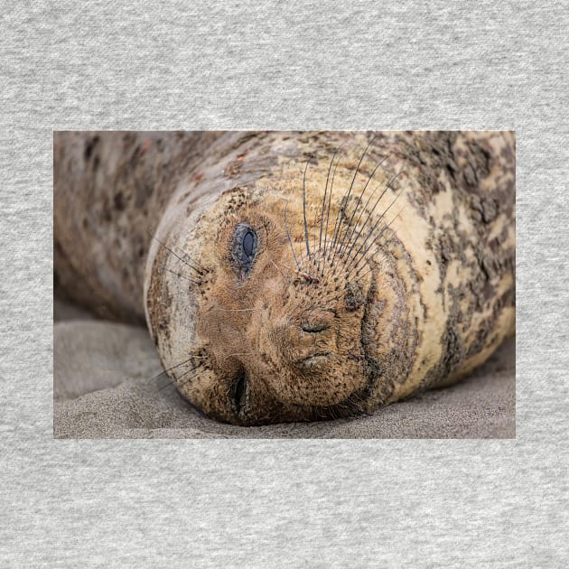 Northern Elephant Seal by JeffreySchwartz